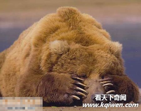 Ц�ƶ�Ƥ����ţ��ЦͼƬȫ�� (��ͼ)