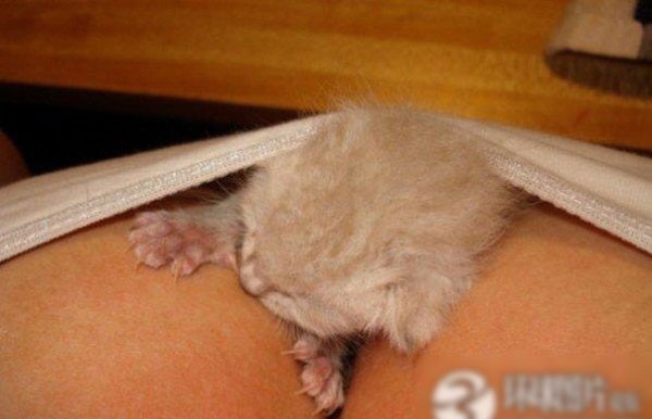 ��Ů������������ĳ����˹���ͼ�� ������ذ�(��ͼ)